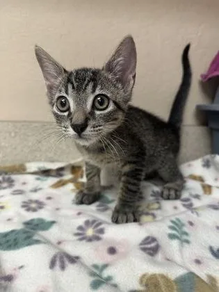 A young small-sized male Domestic Short Hair cat named Marcus for adoption in Phoenix, AZ