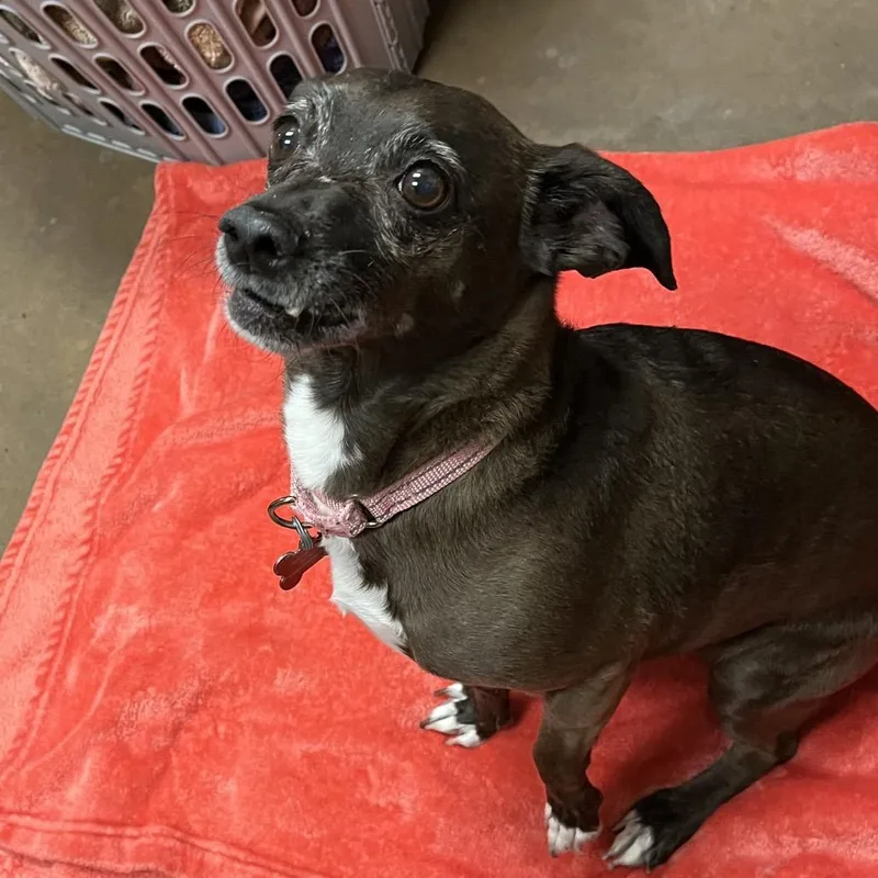 A senior small-sized female Brown / Chocolate Chihuahua dog named Nike for adoption in Las Vegas, NV