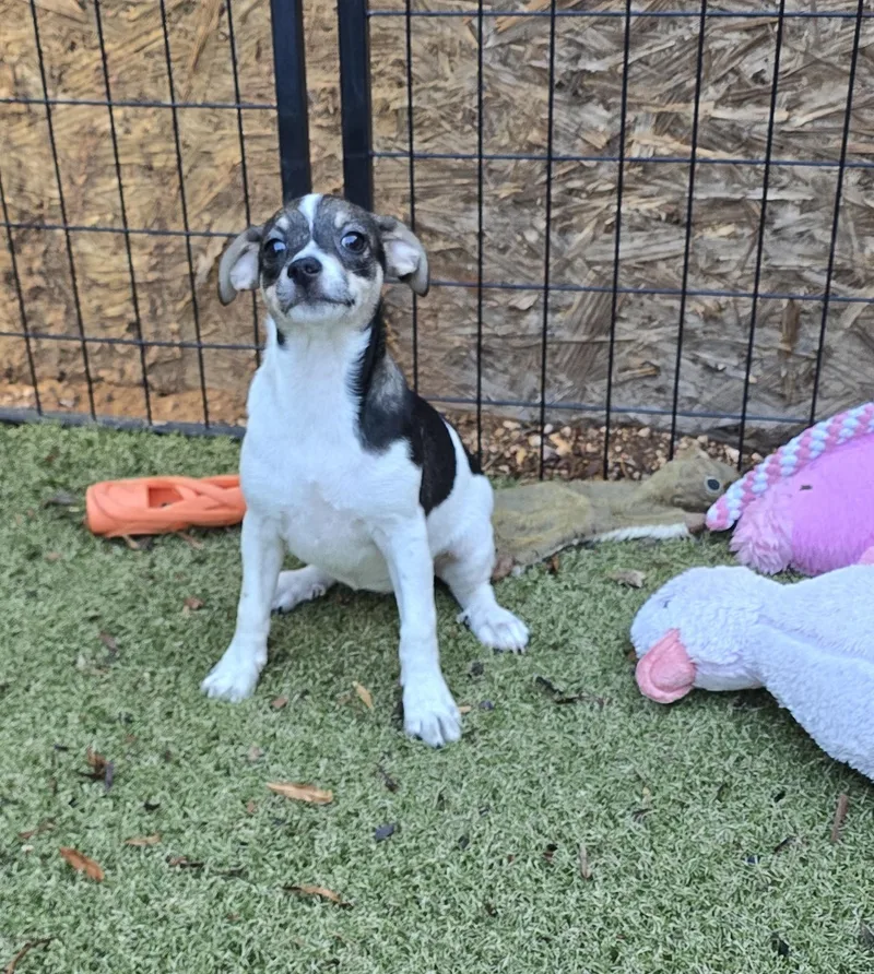 A baby small-sized female Rat Terrier dog named Cinder for adoption in Apache Junction, AZ