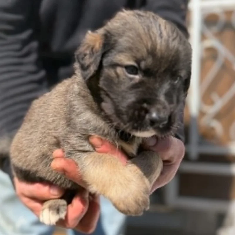 A baby small-sized male Brown / Chocolate Husky dog named Beasty for adoption in Oakville, WA