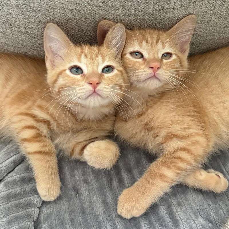 A baby small-sized male Orange / Red Domestic Short Hair cat named Clark CEO for adoption in Muncie, IN