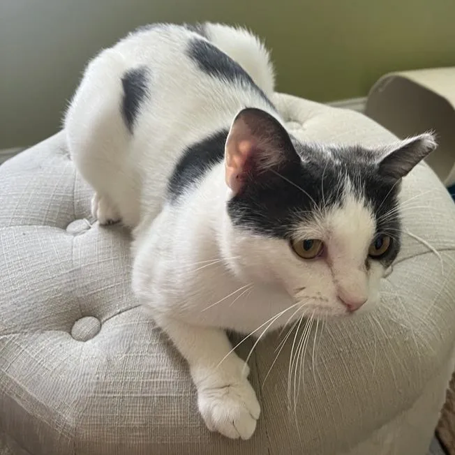 Clementine thumbnail 2