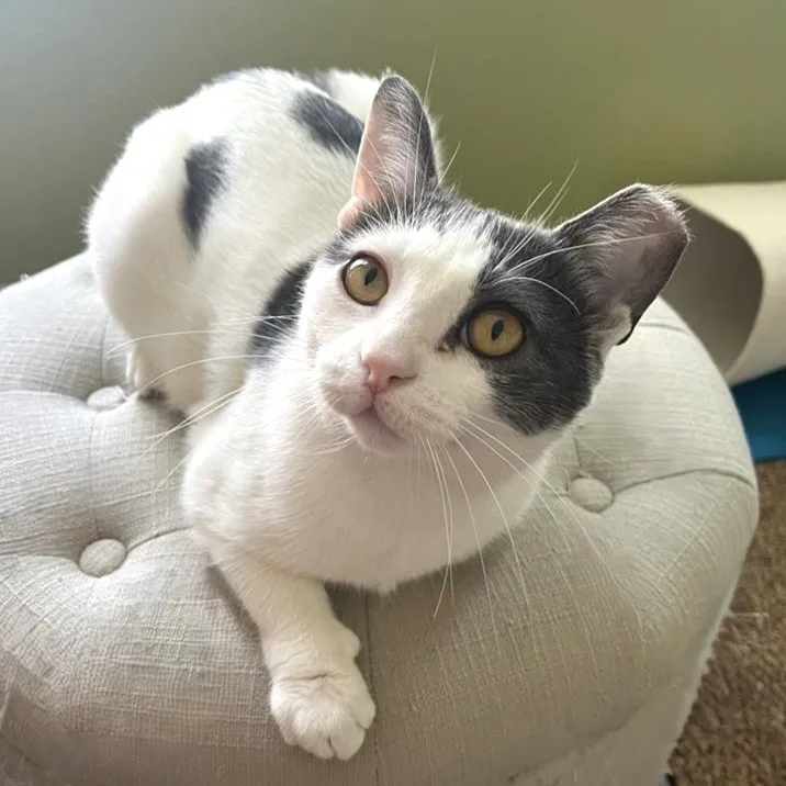 Clementine thumbnail 3