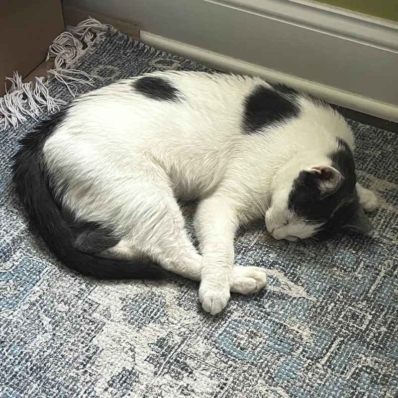 Clementine thumbnail 4