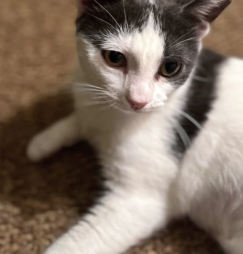 Clementine thumbnail 5