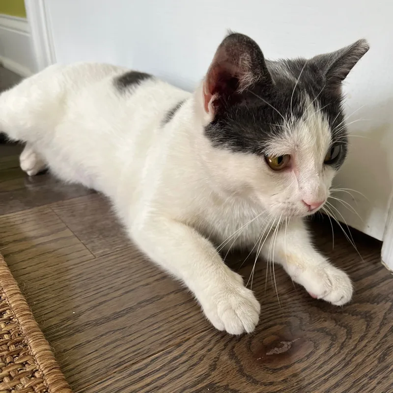 Clementine thumbnail 6