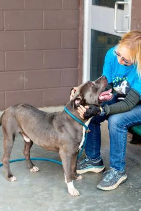 An adult large-sized male Mixed Breed dog named Peanut for adoption in Chamblee, GA