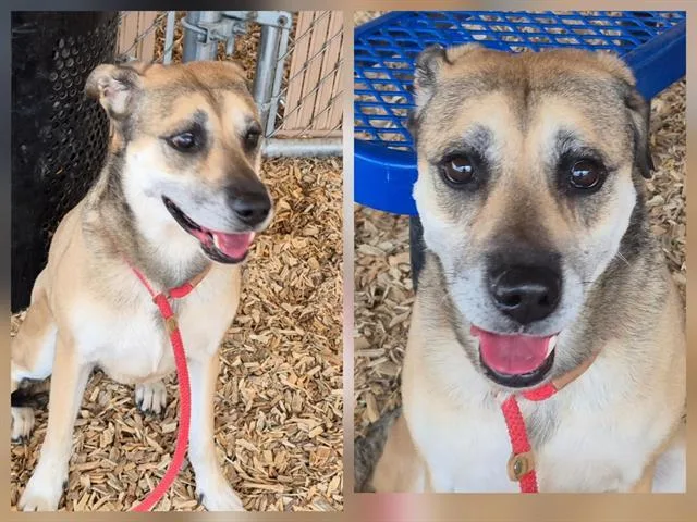 An adult medium-sized female German Shepherd Dog dog named Sonjah for adoption in Albuquerque, NM