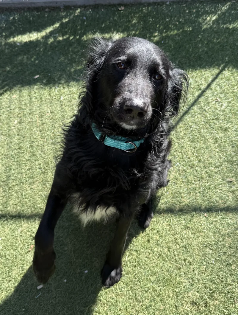 An adult large-sized female Black Flat-Coated Retriever dog named Juno for adoption in Sudbury, MA