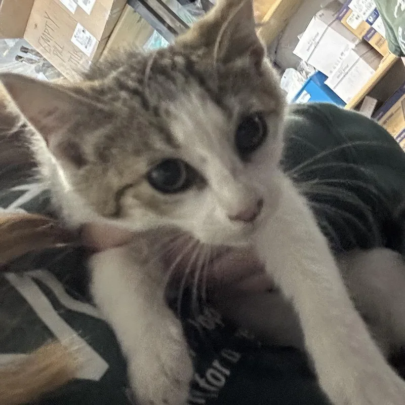 A baby small-sized male White Domestic Short Hair cat named Rowan for adoption in Point Richmond, CA