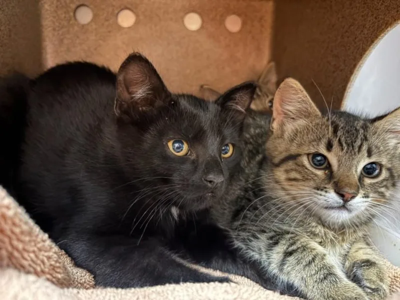A baby small-sized male Domestic Short Hair cat named Pine for adoption in Santa Cruz, CA