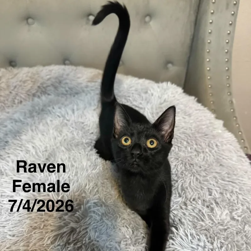 A baby small-sized female Black Domestic Short Hair cat named Raven for adoption in League City, TX