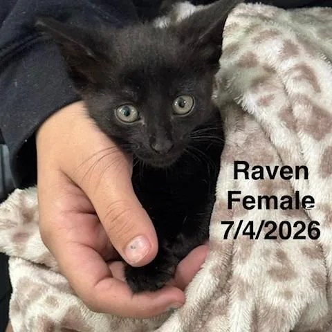 Raven thumbnail 2