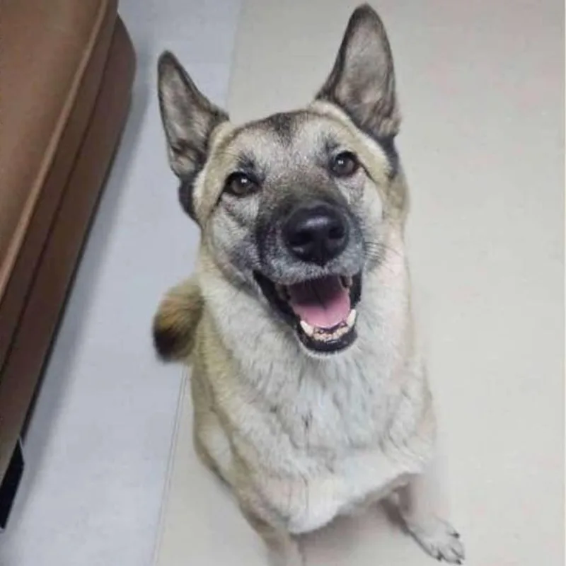 An adult medium-sized male Yellow / Tan / Blond / Fawn Mixed Breed dog named Suho for adoption in Bend, OR