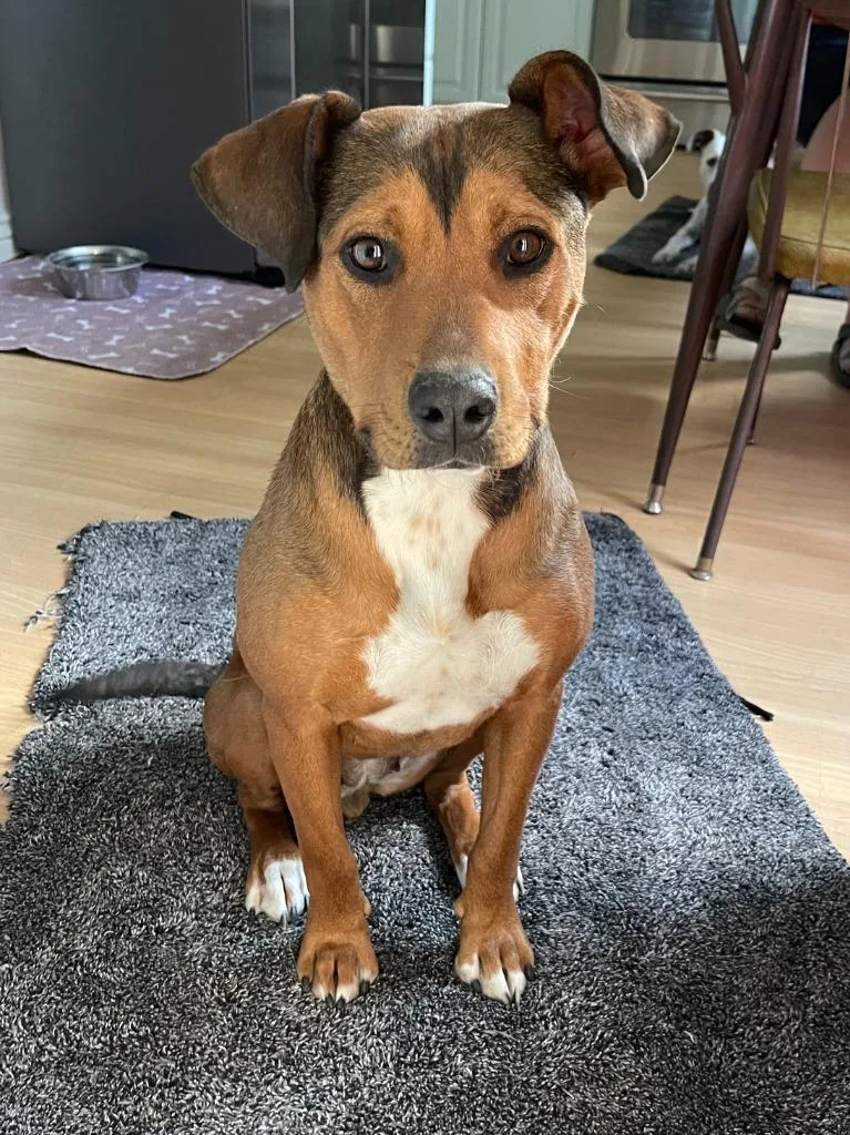 A young medium-sized female Pit Bull Terrier dog named Penny for adoption in Salt Lake City, UT