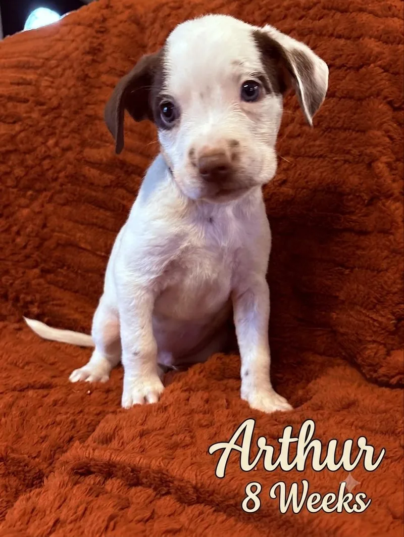 Arthur thumbnail 2