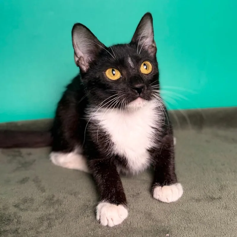 A baby small-sized female Black Domestic Short Hair cat named Lacey for adoption in San Antonio, TX