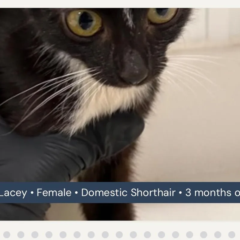 Lacey thumbnail 3