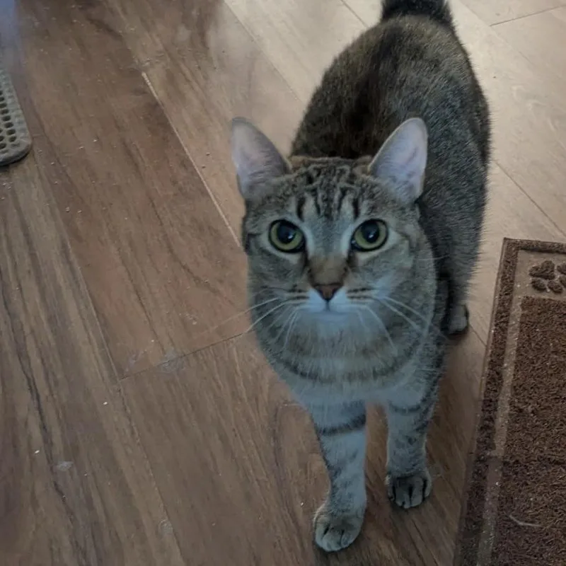 An adult medium-sized female Brown / Chocolate Domestic Short Hair cat named Missy for adoption in Clearwater, FL