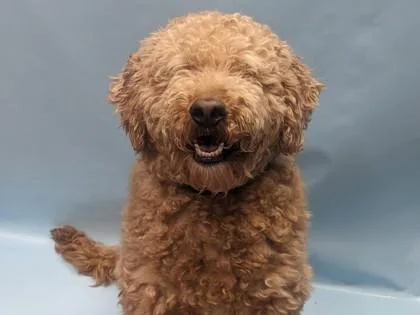 Teddy