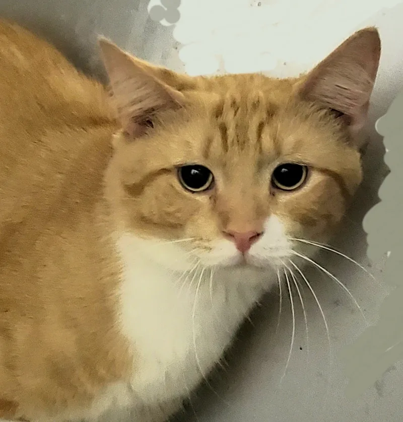An adult large-sized male Orange & White Exotic Shorthair cat named Avalon for adoption in Lyons, IL