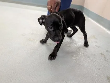A baby small-sized female Hound dog named Staci for adoption in New Orleans, LA