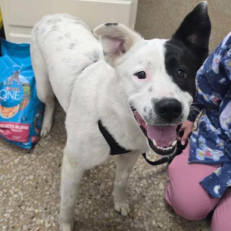 A young medium-sized male White / Cream Great Pyrenees dog named Spot for adoption in Milan, IL