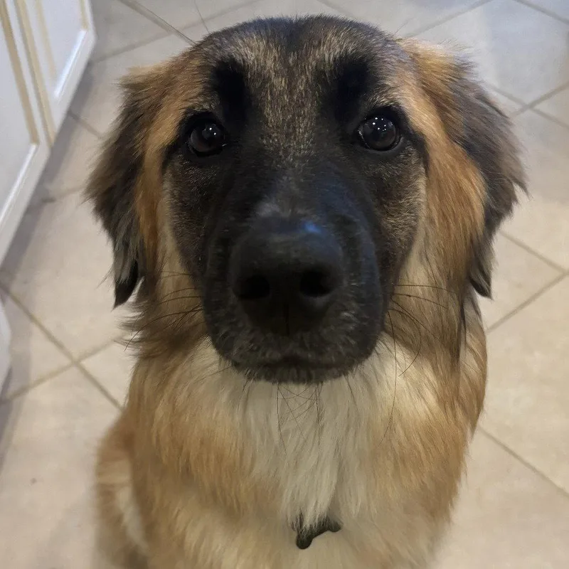 An adult medium-sized female Belgian Shepherd / Malinois dog named Nala Xviii for adoption in Dallas, TX