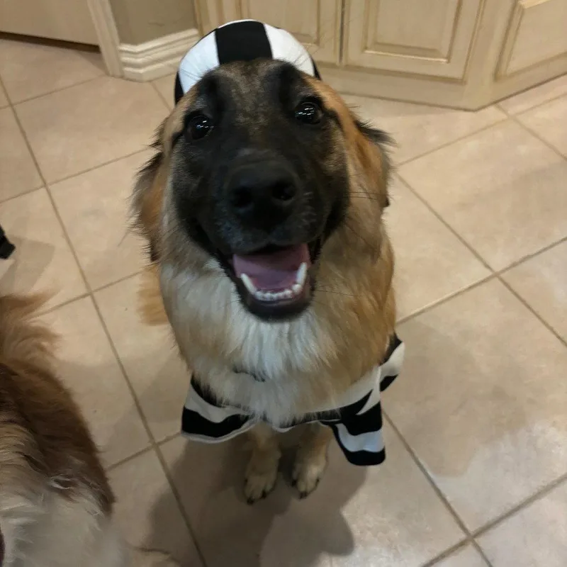 Nala Xviii thumbnail 2