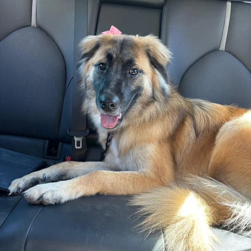 Nala Xviii thumbnail 3