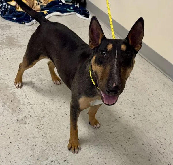 An adult medium-sized female Bull Terrier dog named June July for adoption in Salt Lake City, UT