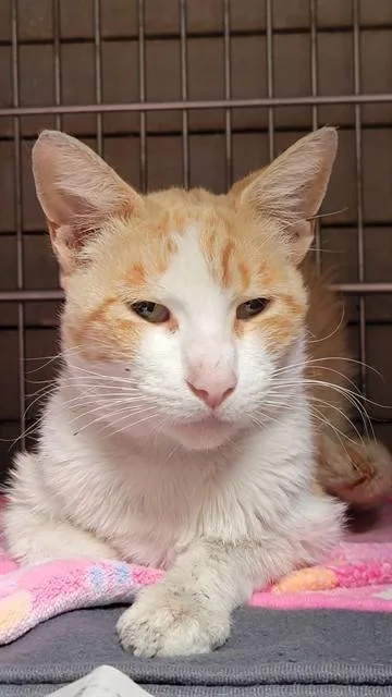 An adult medium-sized male Domestic Short Hair cat named Mango for adoption in Downey, CA