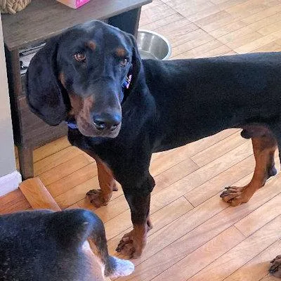 A young large-sized male Black and Tan Coonhound dog named Dobro for adoption in Leawood, KS