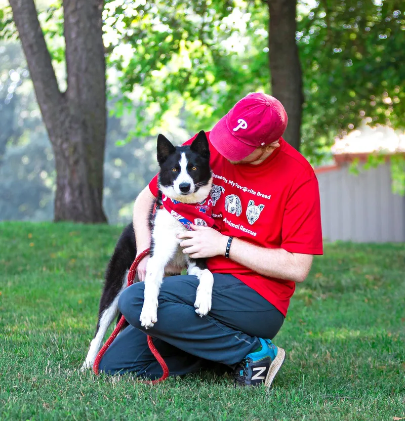 A young medium-sized male Border Collie dog named River for adoption in Coatesville, PA