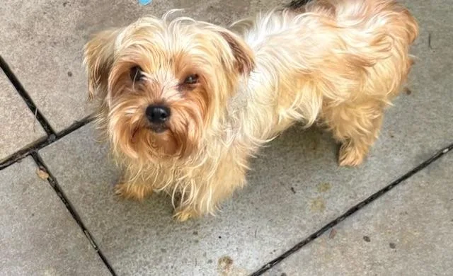 An adult small-sized male Yorkshire Terrier dog named Spanky for adoption in Chalfont, PA