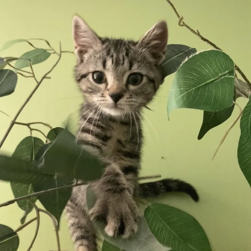 A baby small-sized female Gray / Blue / Silver Domestic Short Hair cat named Fudgesicle for adoption in Fairfax Station, VA