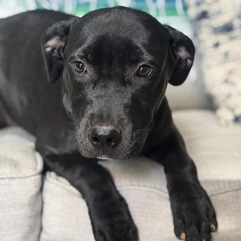 A baby medium-sized female Black Labrador Retriever dog named Ziva for adoption in Brownsboro, AL