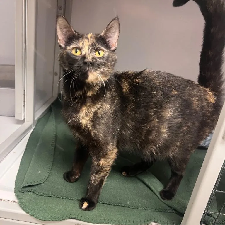 Tambourine thumbnail 2