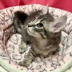 A baby medium-sized male Tabby (Gray / Blue / Silver) Tabby cat named Penguin for adoption in Green Valley, AZ