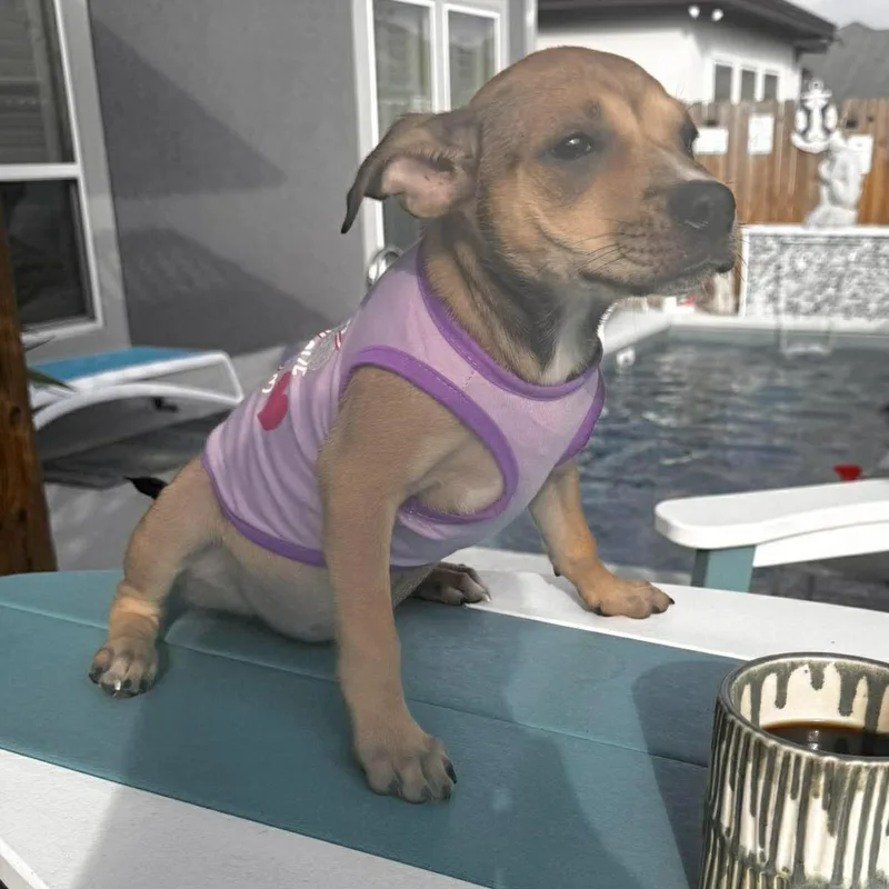 A baby medium-sized female Apricot / Beige Miniature Pinscher dog named Kiki for adoption in Corpus Christi, TX