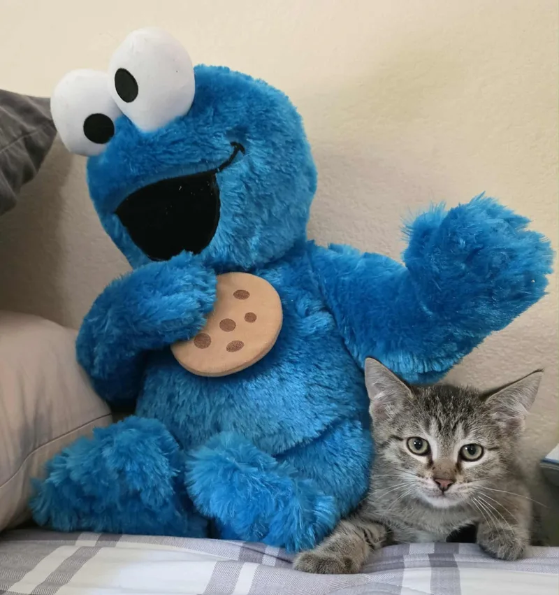 Freckles thumbnail 2