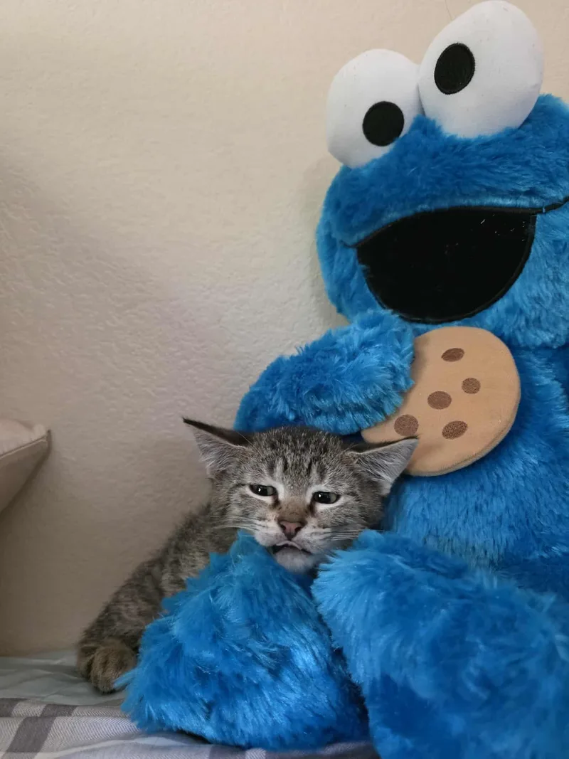 Freckles thumbnail 3