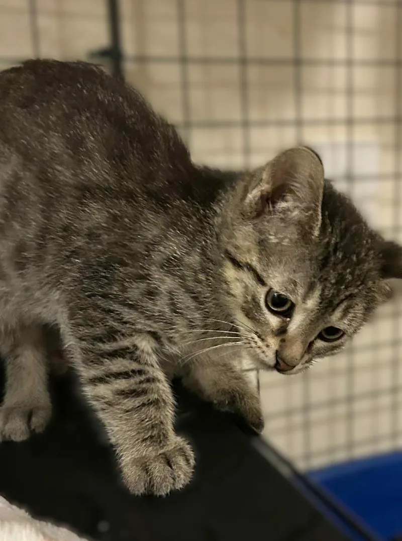 Freckles thumbnail 4