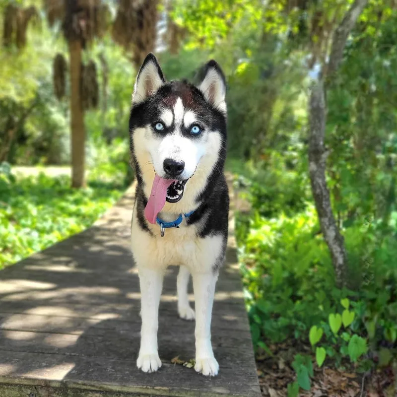 An adult large-sized female Black Husky dog named Princess for adoption in Port Charlotte, FL