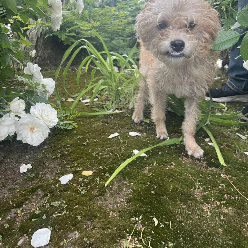 Christopher Robin thumbnail 2