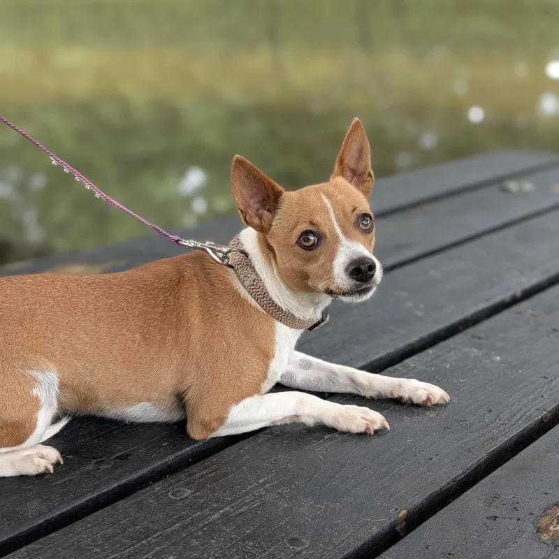 An adult small-sized female White / Cream Chihuahua dog named Kanga for adoption in Covington, GA