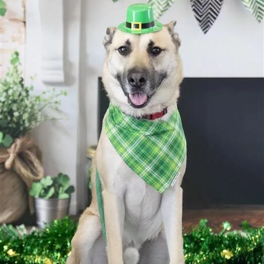 Christopher thumbnail 5