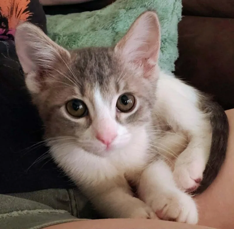 A baby small-sized female Gray & White Domestic Short Hair cat named Anya for adoption in Sedalia, MO