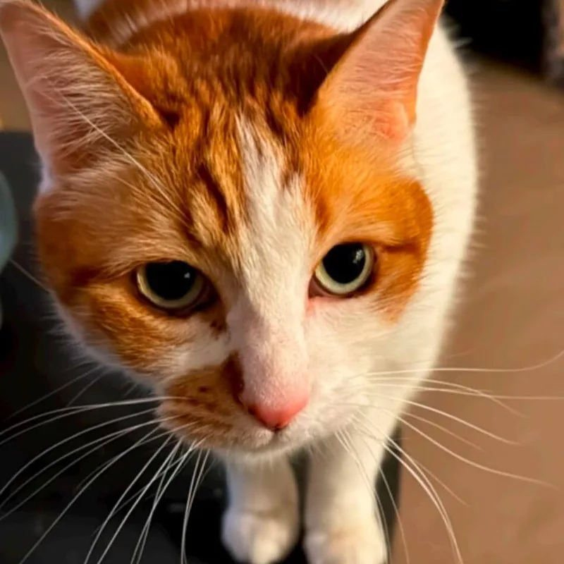 A senior extra large-sized male Orange / Red Domestic Short Hair cat named Maxxie for adoption in Reno, NV