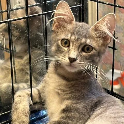 A baby small-sized male Gray / Blue / Silver Domestic Short Hair cat named Teddy for adoption in League City, TX